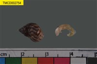 藏品(澤蟹屬)的圖片